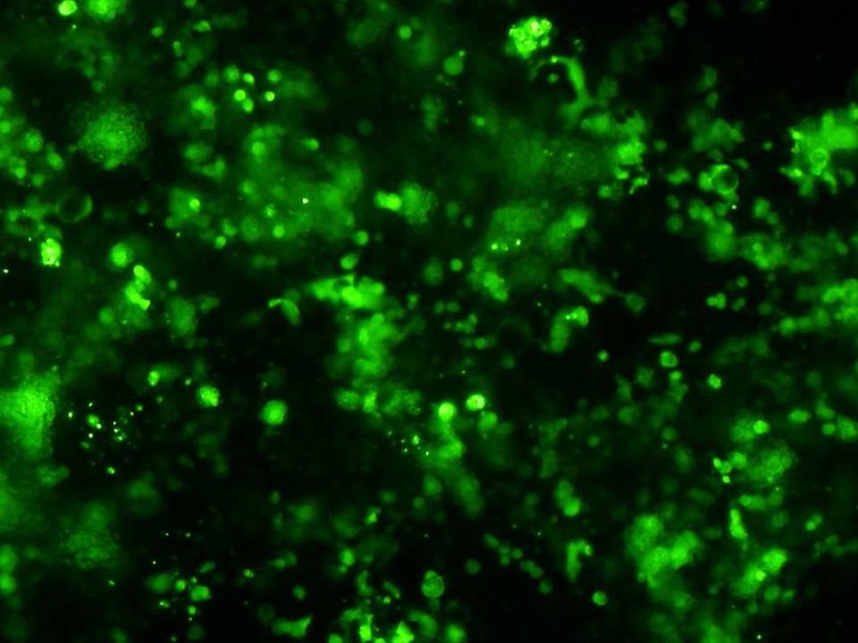 P19C6 - Mouse Embryonic Carcinoma cells - Transfection Efficiency 50 per cent